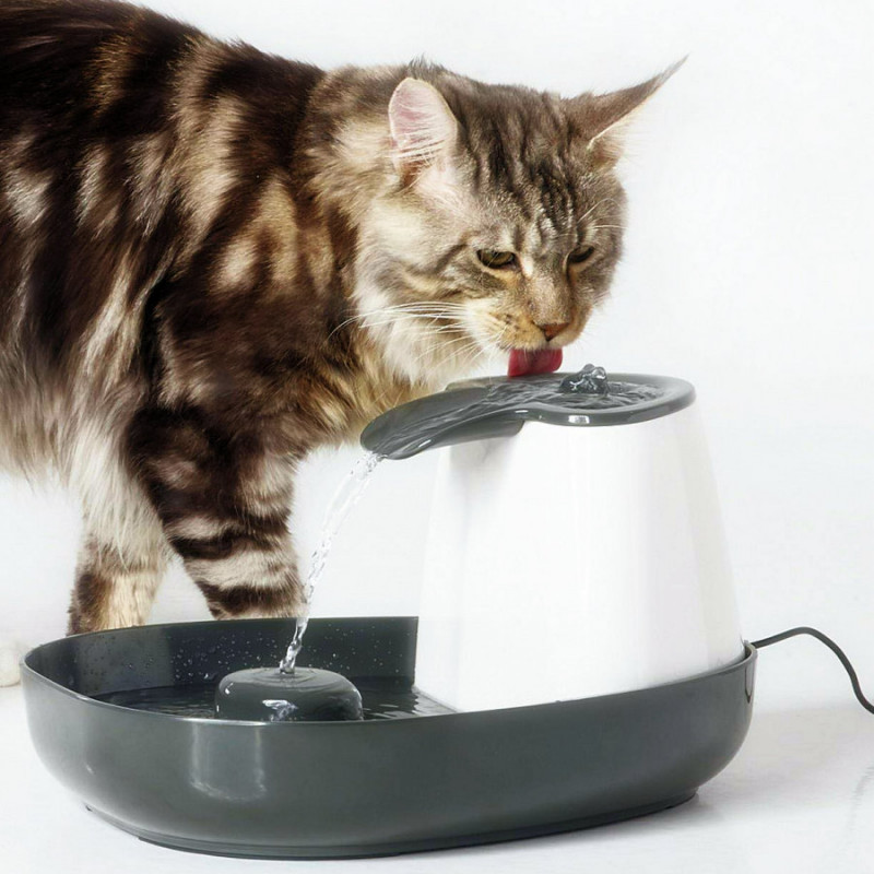 Котешки фонтан за вода