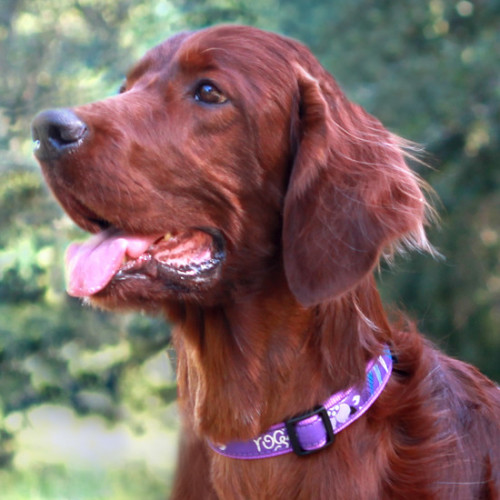 Класически кучешки нашийник Rogz Classic Collar - модна колекция Purple Forest