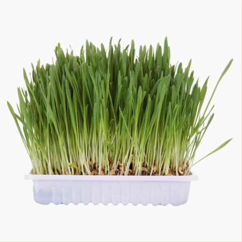 Котешка трева в плик - 100 гр