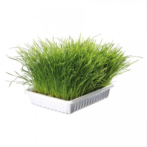 Котешка трева в плик - 100 гр