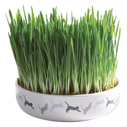 Котешка трева в саксия - 15 х 4 см