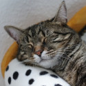 Постелки - легла - къщички за котки